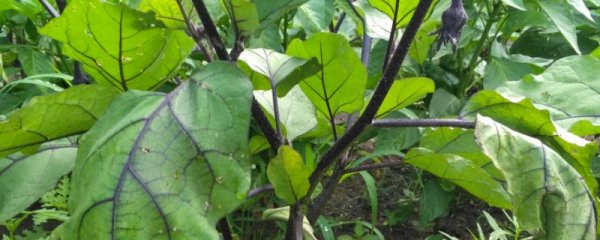 茄子秧的栽种方法