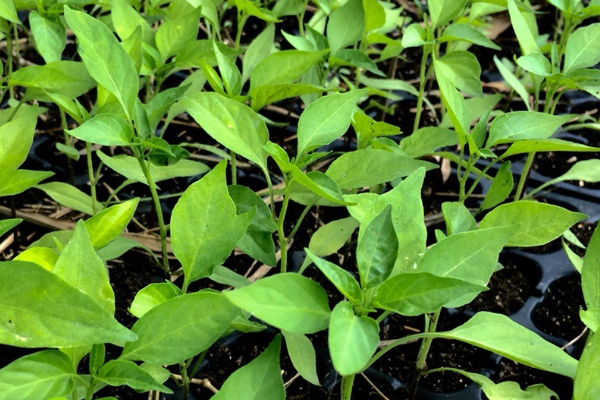 茄子秧的栽种方法