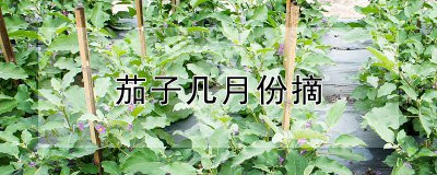 茄子几月份摘 茄子什么时候摘取？
