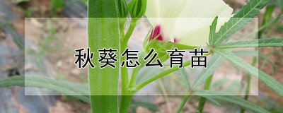 秋葵怎么育苗 如何种植秋葵苗？
