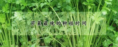 芹菜最晚什么时候种植 芹菜的品种选择