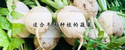适合冬天种植的蔬菜品种 适合寒冷季节种植的蔬菜品种