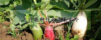 十月能种的室外蔬菜品种 十月适合种植的户外蔬菜品种
