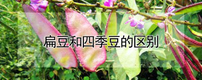 扁豆与四季豆有什么区别 扁豆和四季豆的区别是什么？