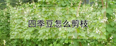 四季豆怎么剪枝 四季豆的修剪技巧