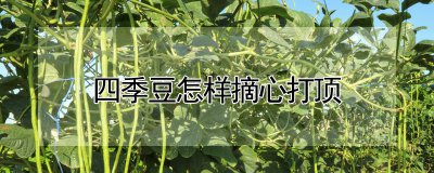 四季豆如何摘心打顶 四季豆如何修剪和管理生长