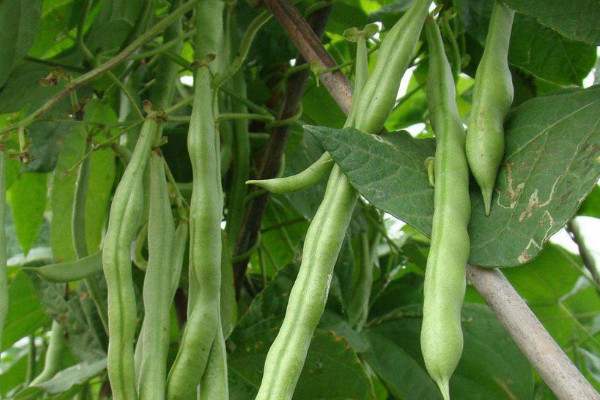 四季豆属于豆角吗