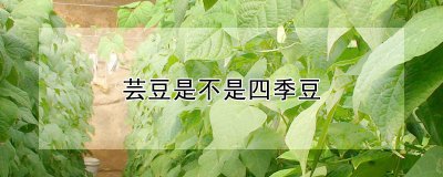芸豆是不是四季豆 芸豆和四季豆是同一种豆子吗？