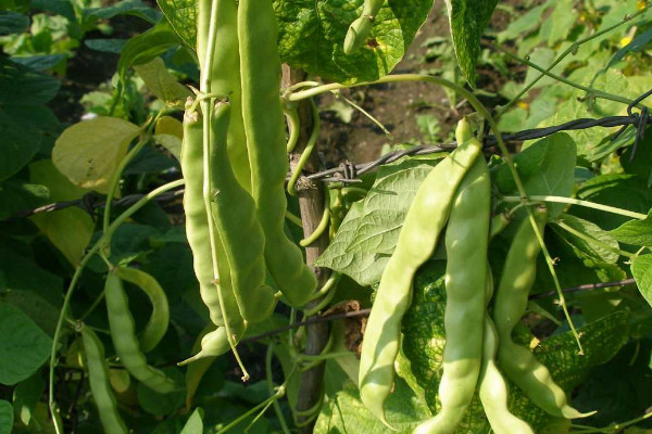 四季豆属于豆角吗