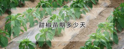 甜椒苗期多少天 甜椒苗生长周期有多长？
