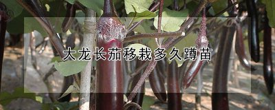大龙长茄移栽多长时间后蹲苗 移植龙茄苗多久开始发芽
