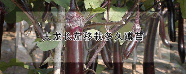 大龙长茄移栽多长时间后蹲苗