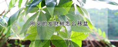 刚买的发财树如何移盆 新购得的发财树如何换盆？