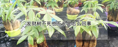 发财树为什么不死也不长 为何发财树长生不老？