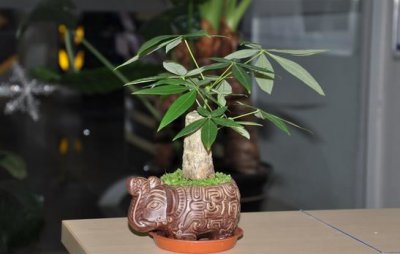 发财树茎部肥大方法 要想发财树茎部肥大该怎么办