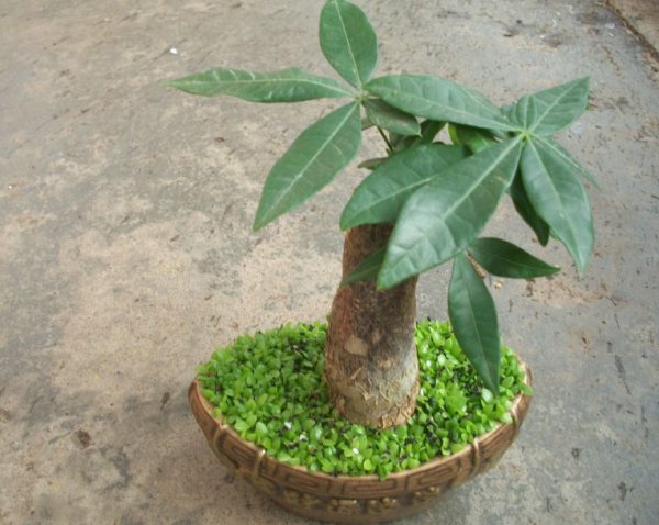 发财树茎部肥大方法