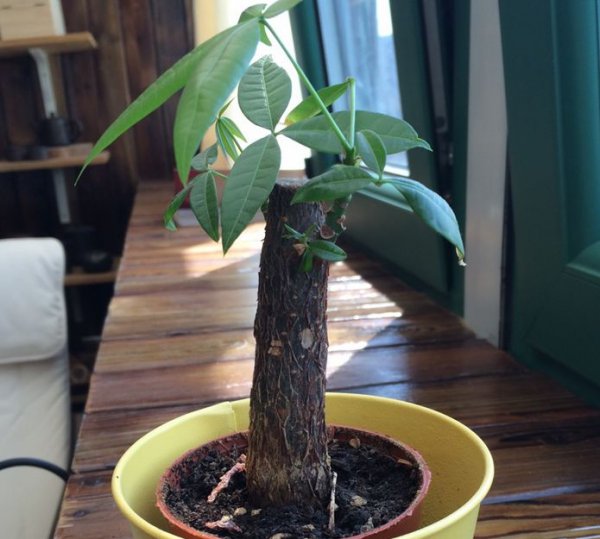发财树茎部肥大方法