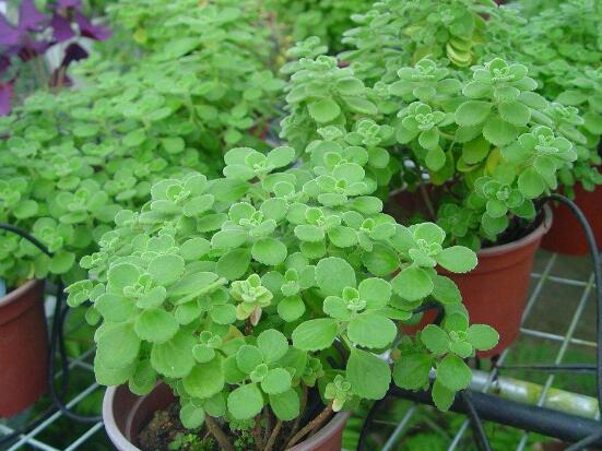 碰碰香是无毒植物