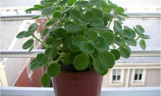 碰碰香是无毒植物