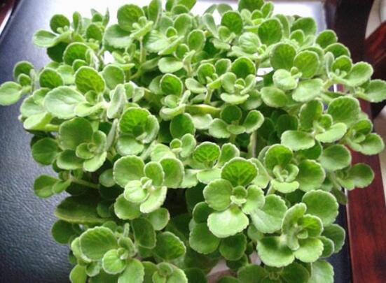 碰碰香是无毒植物