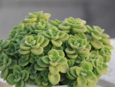 碰碰香一碰就香原理 碰碰香注意事项