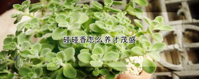 碰碰香如何养才茂盛 如何养护碰碰香让其茂盛生长？