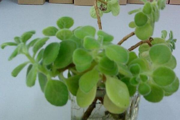 碰碰香冬季养护要点