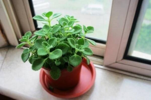 碰碰香夏天养护方法