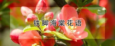 铁脚海棠的花语是什么 铁树花的花语是什么
