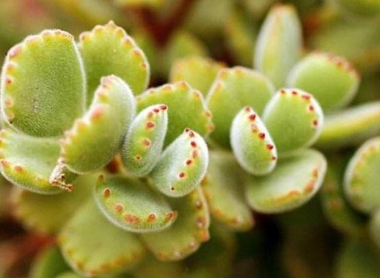 熊童子开花寓意