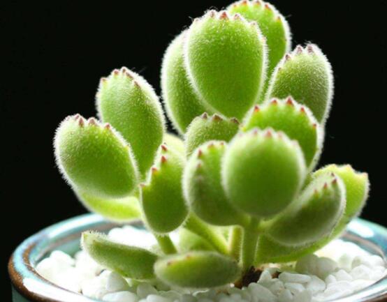 熊童子开花寓意