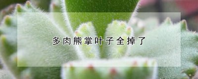 多肉熊掌叶子全掉了的原因 多肉熊掌叶子脱落的原因