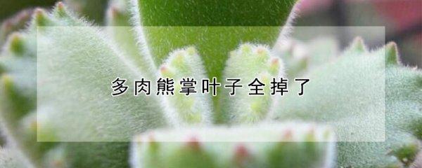 多肉熊掌叶子全掉了的原因