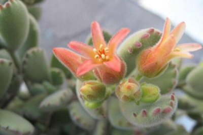 熊童子开花寓意 熊童子花期养护技巧