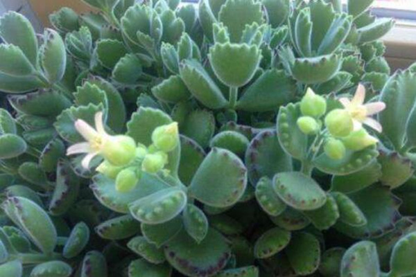 熊童子花期养护技巧