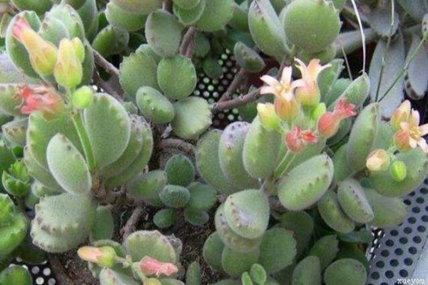 熊童子花期养护技巧