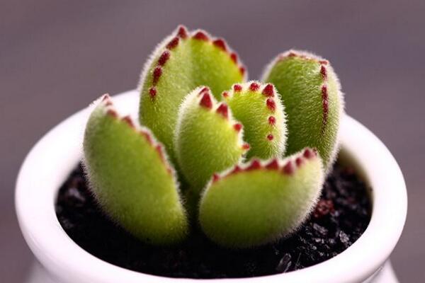 熊童子花期养护技巧