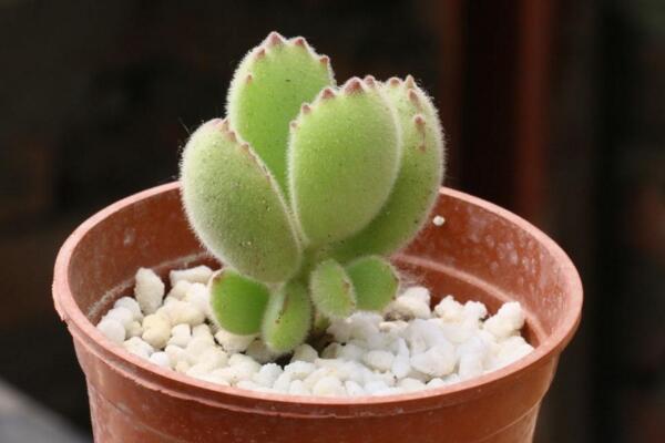 熊童子花期养护技巧