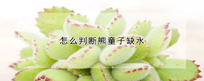 怎么判断熊童子缺水 判断熊童子是否缺水
熊童子是否缺乏水分