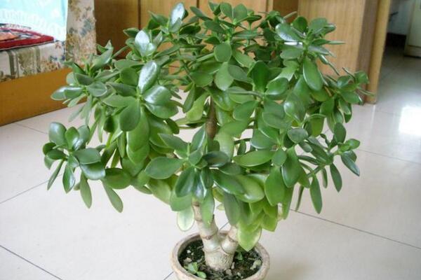 燕子掌叶片干瘪的原因及措施