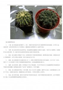 仙人球的习性介绍 认识仙人球习性详解
