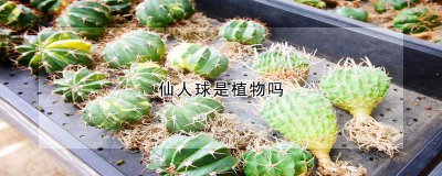 仙人球是什么植物 仙人球的生长习性