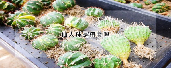 仙人球的生长习性