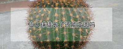 仙人球徒长了还能不能变圆 仙人球植物生长后是否能变得更圆？