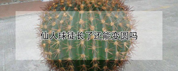 仙人球徒长了还能不能变圆