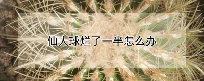 仙人球烂一半如何处理 处理半烂的仙人球
治理破烂仙人球
