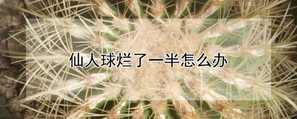 仙人球烂一半如何处理