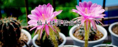 仙人球哪些品种开花 哪些仙人球品种会开花？