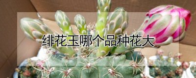 绯花玉什么品种花大 绯花玉是哪种花品种开花大？