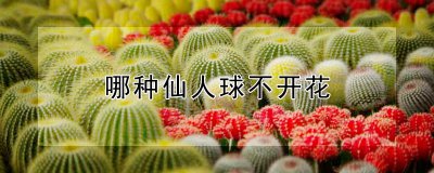 仙人球哪些品种不开花 哪些仙人球品种不开花？